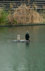 Phalacrocorax carbo