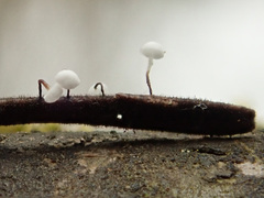 Antinoa juniperinella