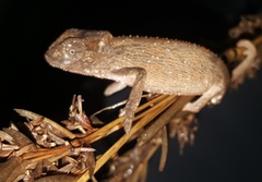 Bradypodion kentanicum