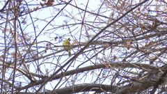 Pitangus sulphuratus