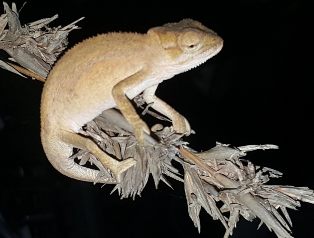 Kentani Dwarf Chameleon