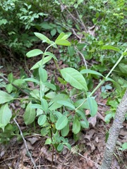 Hypericum crux-andreae