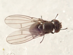 Coenia curvicauda
