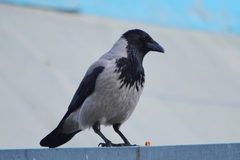 Corvus cornix