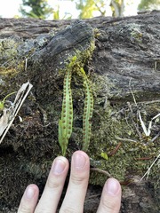 Microgramma lycopodioides