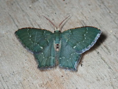 Chloropteryx nordicaria
