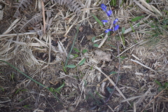Polygala serpyllifolia
