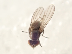 Coenia curvicauda