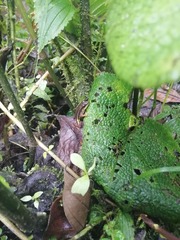 Leucostethus brachistriatus