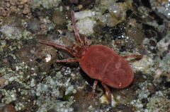 Allothrombium meridionale