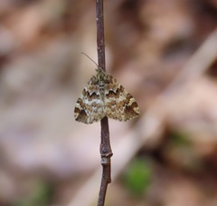 Enchoria lacteata