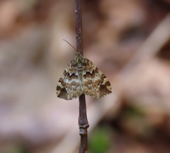Enchoria lacteata