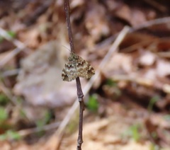 Enchoria lacteata