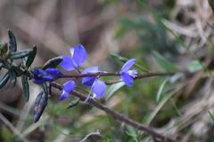 Polygala serpyllifolia