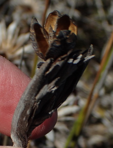 Image of Bobartia robusta by (c) Nicola van Berkel, some rights reserved (CC BY-SA)