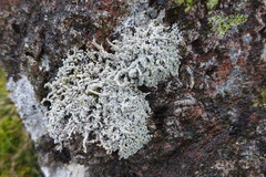 Stereocaulon vesuvianum