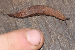 Chlamydephorus sexangulus