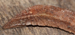 Chlamydephorus sexangulus