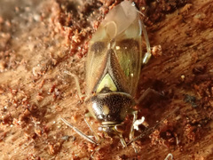 Orthops campestris