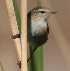 Phylloscopus sindianus