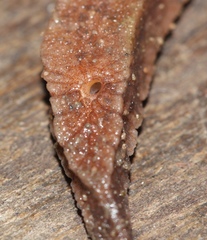 Chlamydephorus sexangulus