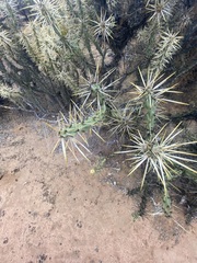 Cylindropuntia molesta molesta