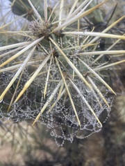 Cylindropuntia molesta molesta