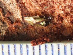 Orthops campestris