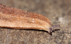Chlamydephorus sexangulus