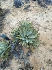 Agave cerulata