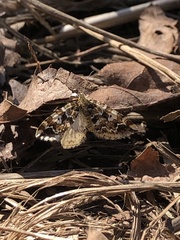Enchoria lacteata