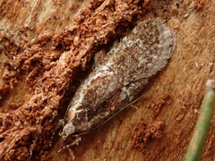 Agonopterix hypericella