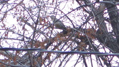 Melanerpes aurifrons