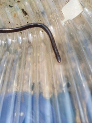 Indotyphlops braminus