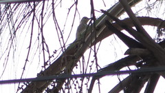 Melanerpes aurifrons