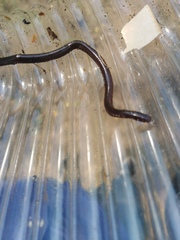 Indotyphlops braminus