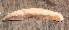 Chlamydephorus sexangulus
