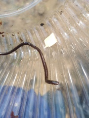 Indotyphlops braminus