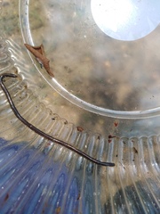 Indotyphlops braminus