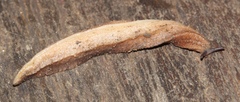 Chlamydephorus sexangulus