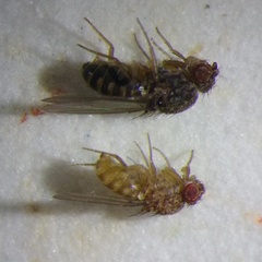 Drosophila repleta