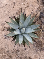 Agave cerulata