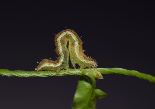 Taškuotasis Pelėdgalviukas nuotrauka