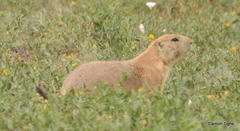 Cynomys ludovicianus