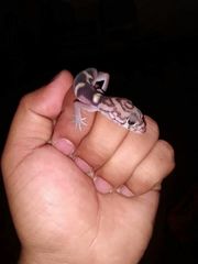 Coleonyx nemoralis