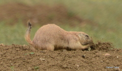 Cynomys ludovicianus