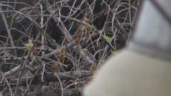 Melanerpes aurifrons
