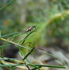 Rhinotia semipunctata