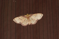 Lobocleta mutuataria