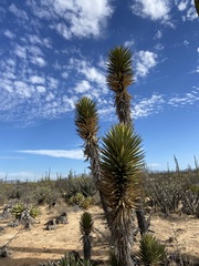 Yucca valida